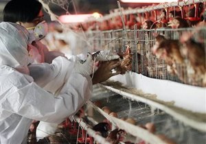 Птичий грипп: В Мексике вакцинируют 200 млн домашних птиц