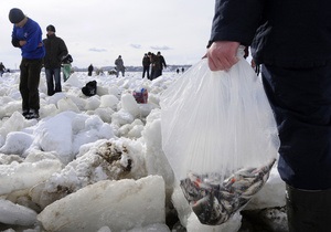 СМИ: Погибшую на Киевском море рыбу пытаются сбыть на столичных рынках