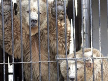 Посетители киевского зоопарка 12 дней смотрели на мертвого медведя