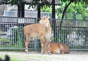 В одесском зоопарке дерево упало на клетку антилопы