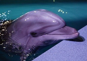 Экологическая инспецкия опечатала дельфинарий в Киеве