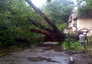 В Харьковской области дерево упало на движущийся автомобиль: двое погибших