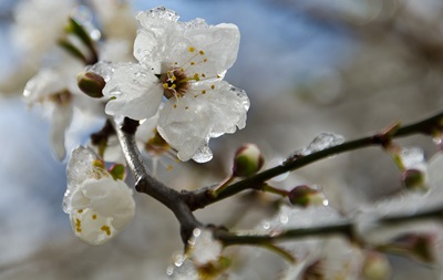 В Украине прогнозируют дальнейшее похолодание