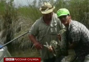 Схватка экскурсовода с питоном в Национальном парке Эверглейдс в США - видео