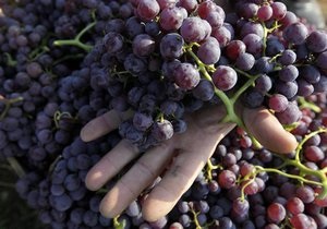 Французские виноделы оправляются после худшего урожая с начала 70-х