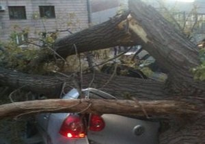 новости Луганска - В Луганске упавшее дерево разбило три машины