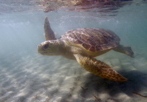 Индийский океан оказался самым опасным местом для морских черепах