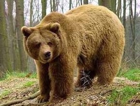 Финские медведи уходят зимовать в Россию