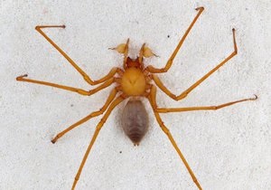 Американские ученые открыли новое семейство пауков