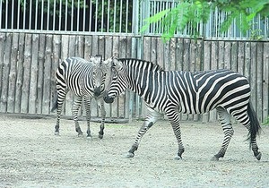 В киевском зоопарке умерли олень и зебра