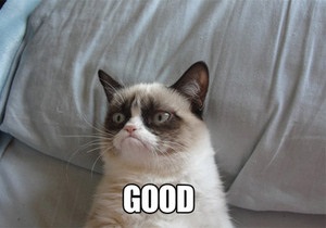 Grumpy Cat стал мемом года по версии Webby