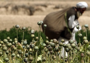 Афганистан нарастил урожай опия в 2011 году на 61%