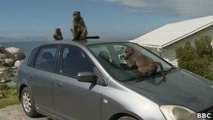 Агрессивные бабуины в Кейптауне нападают на людей