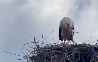 На Вінничині люди підгодовують лелеку, що лишилась сама висиджувати яйця