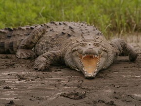 Паника в египетском городе: гигантский крокодил поселился в оросительном канале