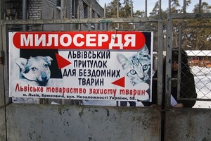 Торговая марка Клуб 4 лапы помогла приютам для животных