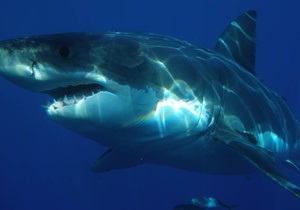 В Новой Зеландии акулы растерзали известного режиссера