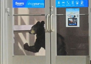 В США в торговый центр забрела медведица
