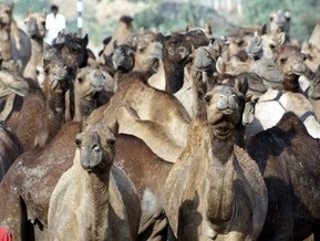 Экологи призвали австралийцев есть верблюжатину