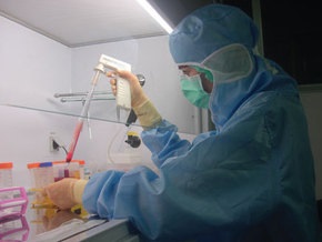 Китайцы смогут использовать стволовые клетки свиней для пересадки органов людям