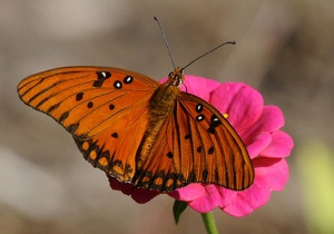 Новости Великобритании: В Великобритании пересчитают бабочек