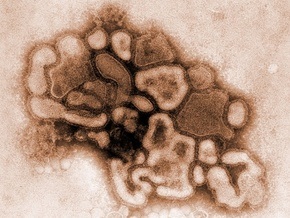 В Японии зафиксирован второй случай мутации вируса A/H1N1