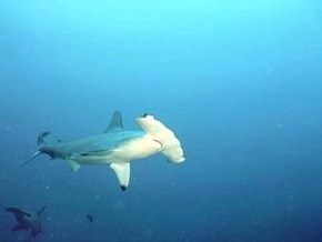 В зоопарке США по неосторожности рабочих погибли акулы-молоты