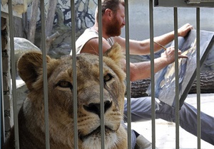 Фотогалерея: Сообразил на троих. Украинец поселился в клетке с двумя львами