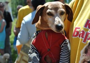 В Киеве пройдет выставка беспородных собак