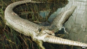Вину за гибель зверей во Флориде возложили на питонов