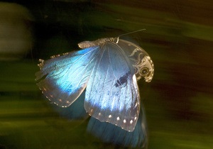 Ученые научились использовать крылья бабочек для измерения температуры