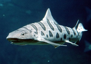 Ученые призывают остановить истребление акул