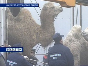 Российские верблюды после трехнедельного транзита добрались до Болгарии