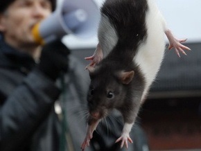 Фотогалерея: Революционные крысы на Крещатике