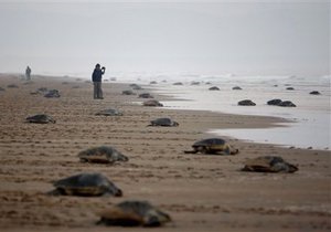 Ученые говорят об угрозе исчезновения морских черепах