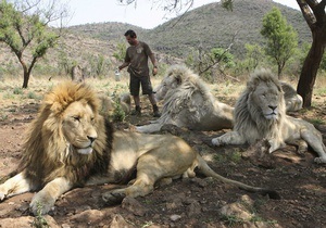 Ученые установили, что львы чаще нападают на людей после полнолуния
