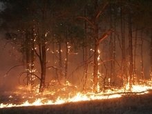 В Харьковской и Черниговской областях бушуют лесные пожары