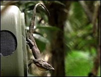 Робот из латекса раскрыл секреты общения ящериц