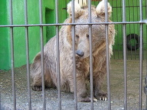 В России задержан китайский контрабандист с партией медвежьих лап