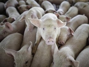 В Египте уничтожили уже 157 тыс. свиней