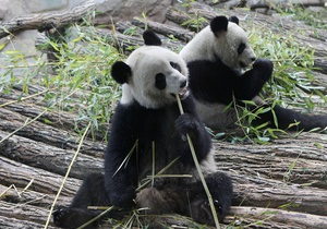 Свидания панд из зоопарка Эдинбурга оказались безрезультатными