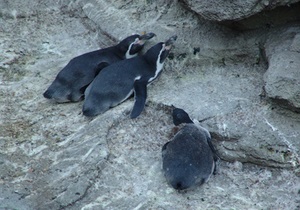 Умерших в киевском зоопарке пингвинов опекал Бектурсунов