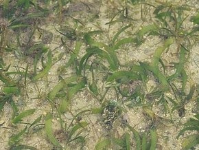 Ученые: Морские коньки начали плавать вертикально благодаря морской траве