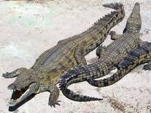 Молдавский контрабандист вывозил из Одессы крокодилов на своем теле