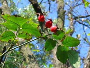 Прогноз погоды на среду, 16 сентября