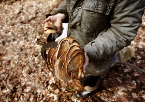 В Херсонской области четыре человека отравились дикорастущими грибами