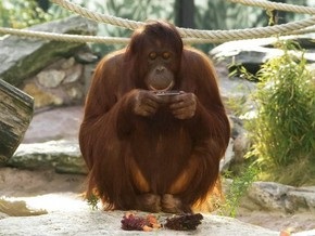 В Австрии обезьяна стала популярным фотографом