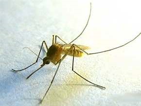 Американцы разрабатывают лазерное оружие против комаров