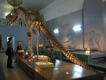 В пустыне Гоби найден почти целый скелет тарбозавра