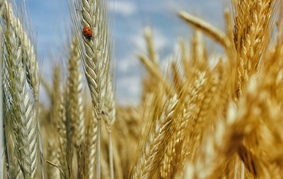 У Литві перевіряють російське зерно: його могли вкрасти в Україні